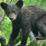 Baby black bear