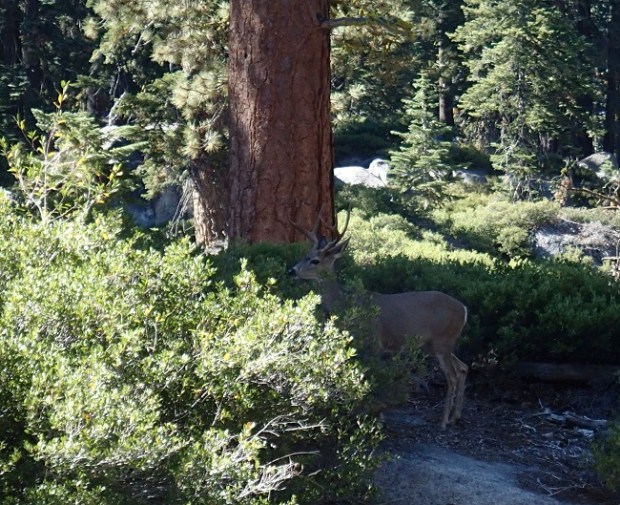 Deer on the trail near Taft Point