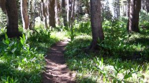 Forest trail