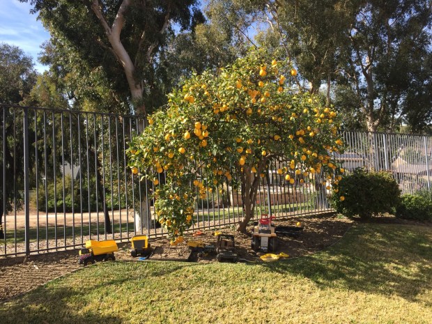 The Hiking Lady Family Lemon Tree