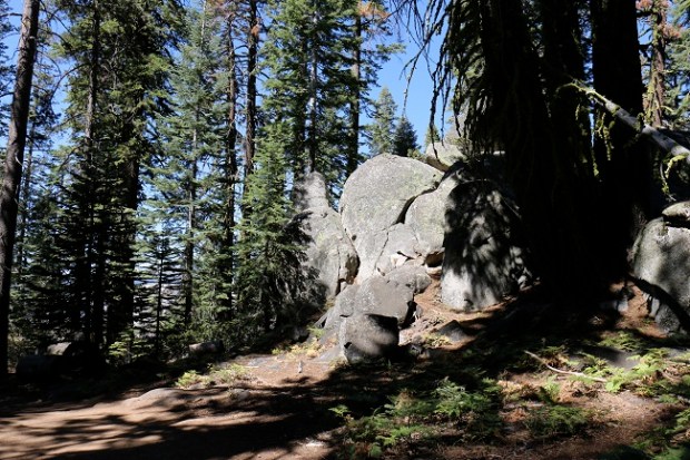 Taft Point - the trail is full of trees and rocky outcroppings until you reach The Fissures