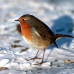 robin in snow